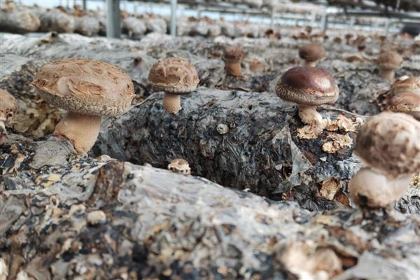 香菇转色期怎么管理,把温度保持在18-22℃