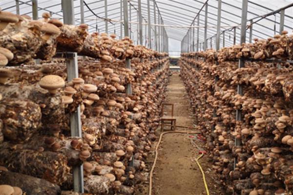 香菇转色期怎么管理,把温度保持在18-22℃