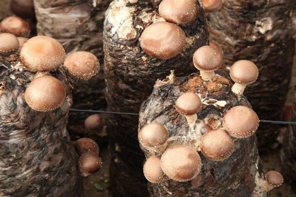 香菇转色期怎么管理,把温度保持在18-22℃