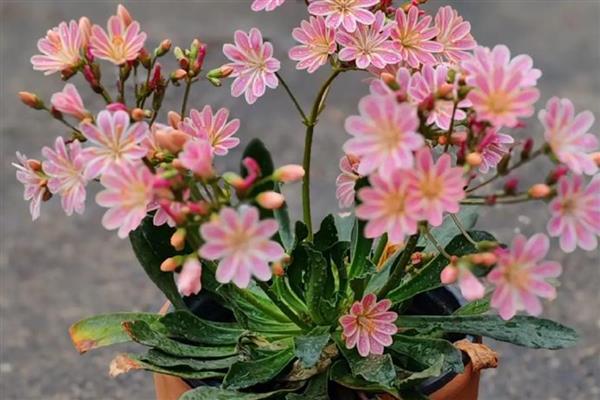 露薇花是多年生吗，露薇花是多年生
