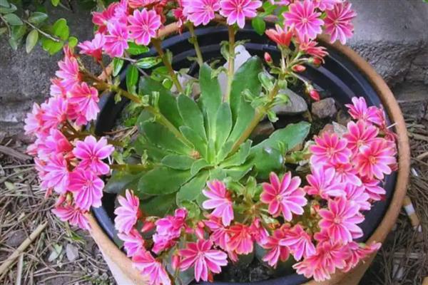 露薇花是多年生吗，露薇花是多年生