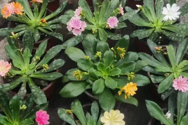 露薇花是多年生吗，露薇花是多年生