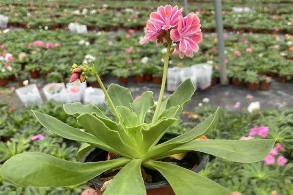 露薇花是多年生吗，露薇花是多年生