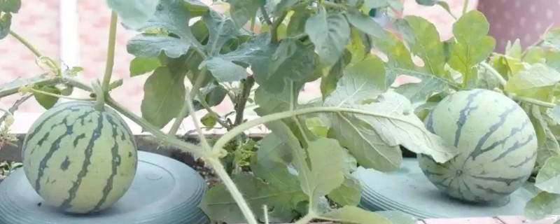 阳台西瓜的土壤深度，根据植物根系的长短确定