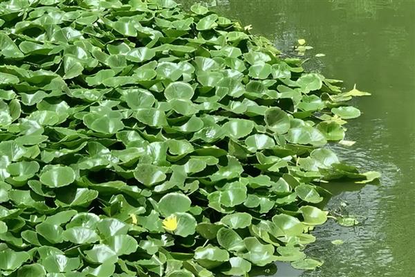 水葫芦泡在水里几天就会烂，3-4天就烂了