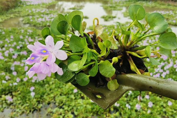 水葫芦泡在水里几天就会烂，3-4天就烂了