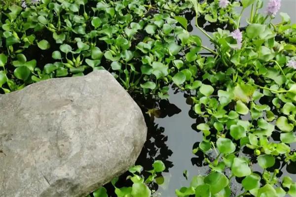 水葫芦泡在水里几天就会烂，3-4天就烂了