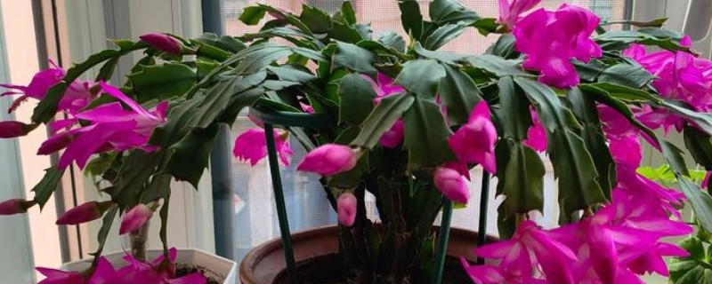 蟹爪兰一年开几次花,一年能够盛开2-3次
