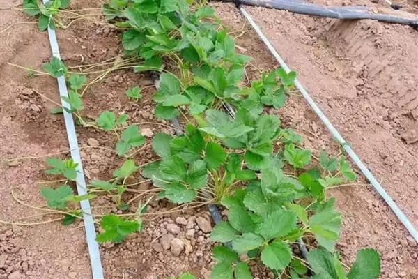 种植草莓要不要补钙,育肥时要补充钙肥