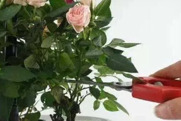 冬天怎么养玫瑰盆栽，将盆栽放置在背风的环境养