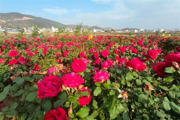 玫瑰花是不是每天都要浇水,浇水过多容易沤根