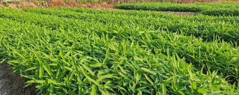 空心菜发黄怎么办,发生叶斑病可喷施百菌清可湿性粉剂等药物