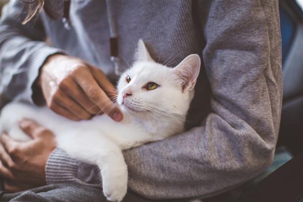 猫喝羊奶粉拉稀还能不能继续喂，停止饲喂避免加重症状