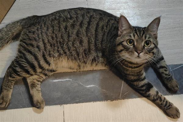 猫喝羊奶粉拉稀还能不能继续喂，停止饲喂避免加重症状