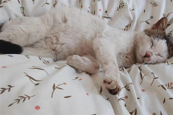 猫喝羊奶粉拉稀还能不能继续喂，停止饲喂避免加重症状
