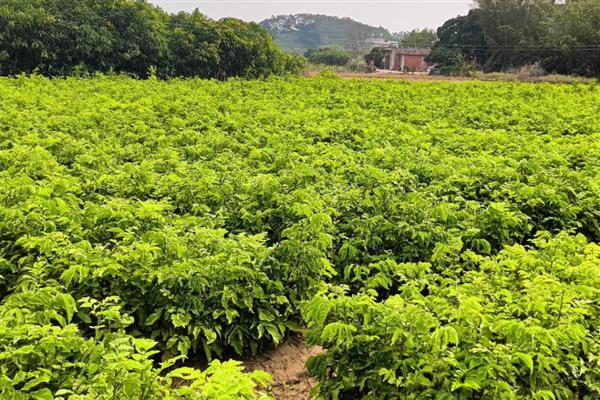 黄皮果怎么种植,结果树每年施肥3-5次