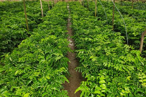 黄皮果怎么种植,结果树每年施肥3-5次