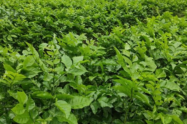 黄皮果怎么种植,结果树每年施肥3-5次