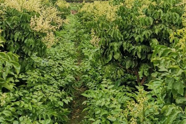 黄皮果怎么种植,结果树每年施肥3-5次