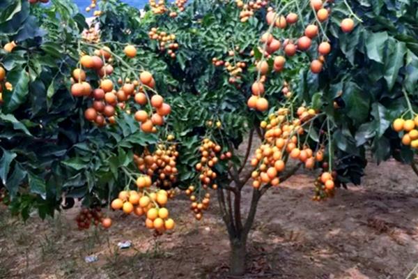 黄皮果怎么种植,结果树每年施肥3-5次