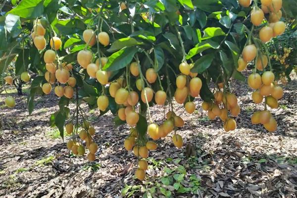 黄皮果怎么种植,结果树每年施肥3-5次