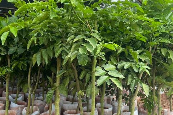 黄皮果怎么种植,结果树每年施肥3-5次