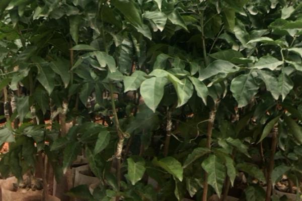 黄皮果怎么种植,结果树每年施肥3-5次