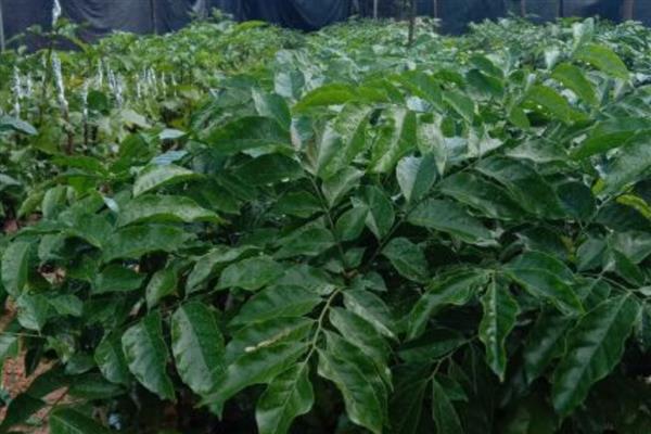 黄皮果怎么种植,结果树每年施肥3-5次
