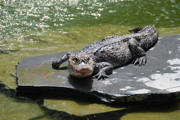 鳄鱼可以上岸吗，是可以上岸的
