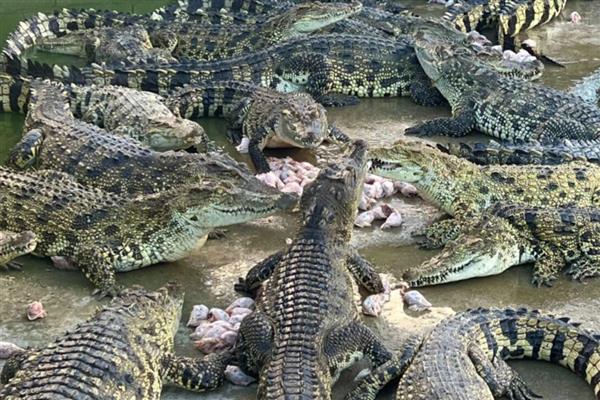 鳄鱼可以上岸吗，是可以上岸的