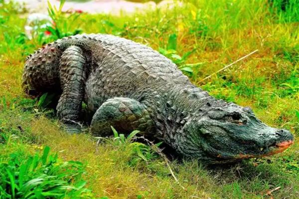 鳄鱼可以上岸吗，是可以上岸的