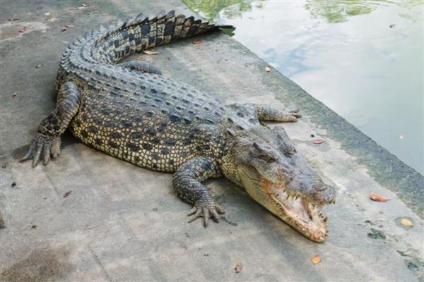 鳄鱼可以上岸吗，是可以上岸的