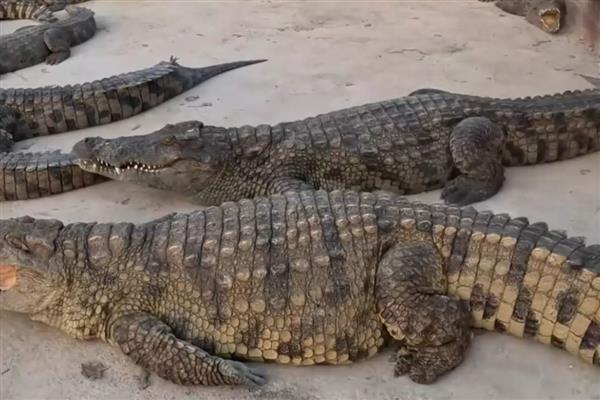 鳄鱼可以上岸吗，是可以上岸的