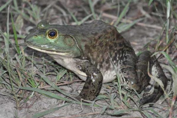 牛蛙品种特点，沼泽绿牛蛙肉质细嫩且味道鲜美
