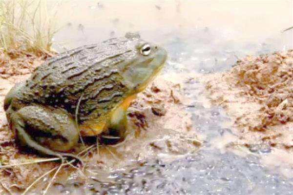 牛蛙品种特点，沼泽绿牛蛙肉质细嫩且味道鲜美