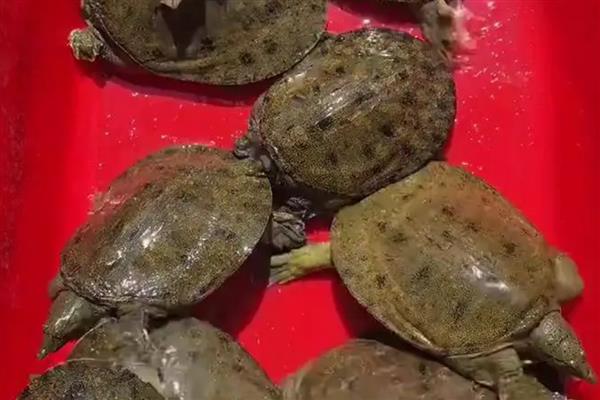 甲鱼和鳖有什么区别,甲鱼是鳖的俗称
