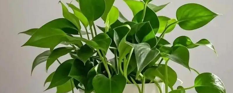 绿萝怎么养殖,快速生长时可追施氮磷钾复合肥