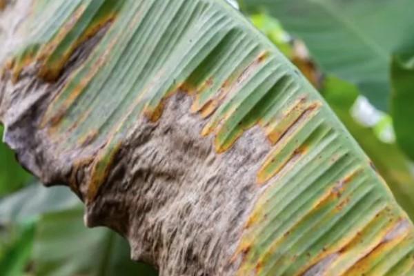 香蕉叶斑病的发病症状,发病时叶片出现线条状的病斑