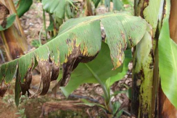 香蕉叶斑病的发病症状,发病时叶片出现线条状的病斑