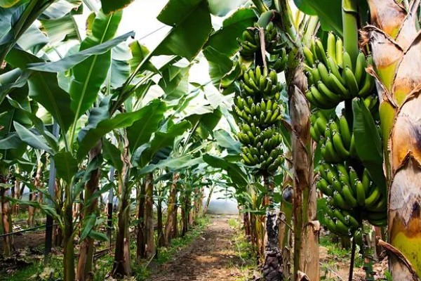 香蕉叶斑病的发病症状,发病时叶片出现线条状的病斑