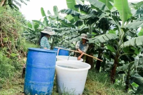 香蕉叶斑病的发病症状,发病时叶片出现线条状的病斑