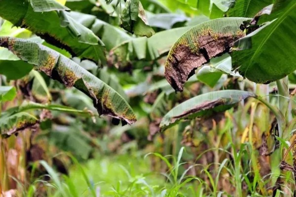 香蕉叶斑病的发病症状,发病时叶片出现线条状的病斑