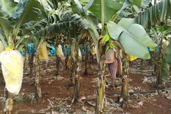 香蕉叶斑病的发病症状,发病时叶片出现线条状的病斑