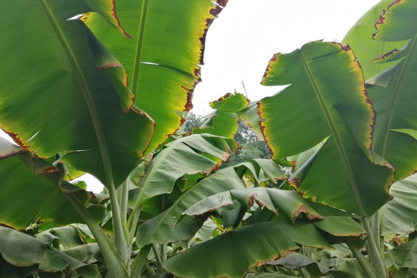 香蕉叶斑病的发病症状,发病时叶片出现线条状的病斑
