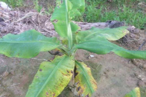 香蕉叶斑病的发病症状,发病时叶片出现线条状的病斑