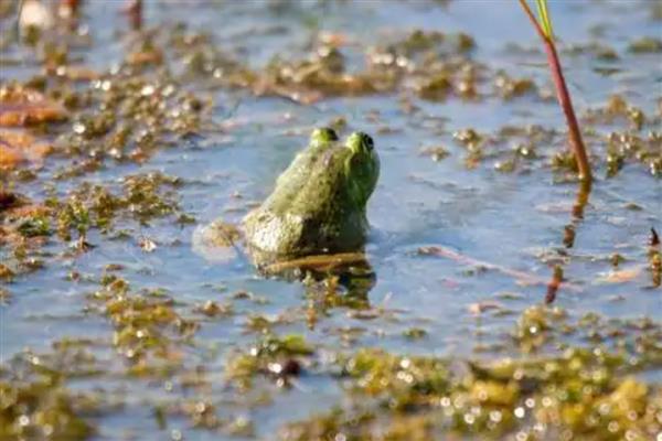 牛蛙品种特点，沼泽绿牛蛙肉质细嫩且味道鲜美