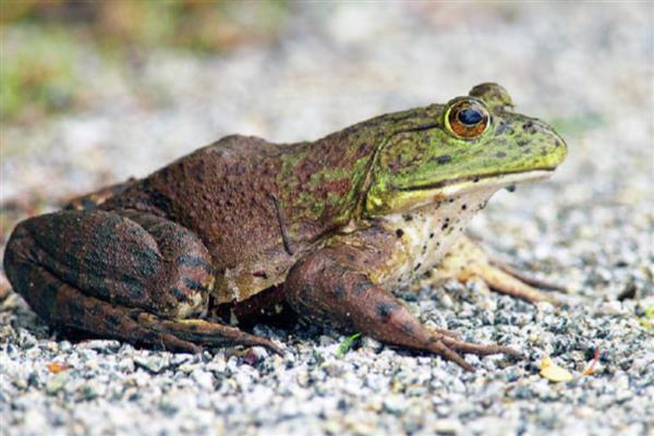 牛蛙品种特点，沼泽绿牛蛙肉质细嫩且味道鲜美