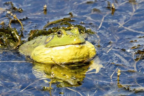 牛蛙品种特点，沼泽绿牛蛙肉质细嫩且味道鲜美