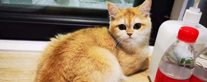 犬猫舔到体外驱虫药会不会死,可能会中毒