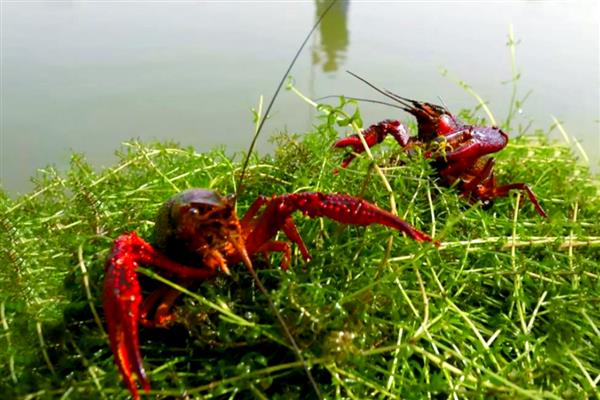 龙虾怎么养殖,池塘中栽培水草可为它们提供栖息场所